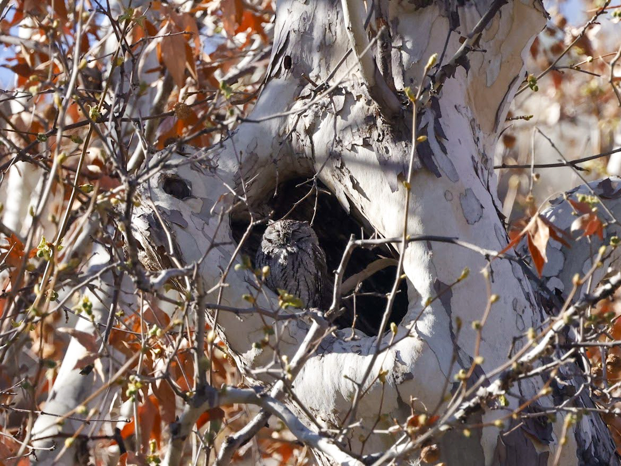Western Screech Owl