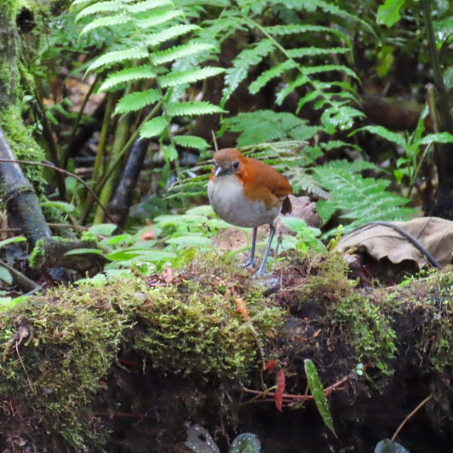 White-bellied Antpitta