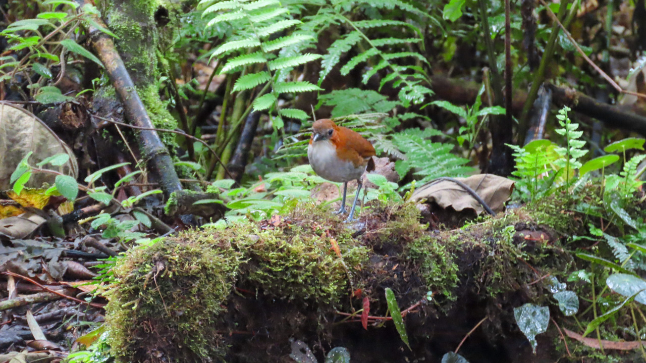 White-bellied Antpitta