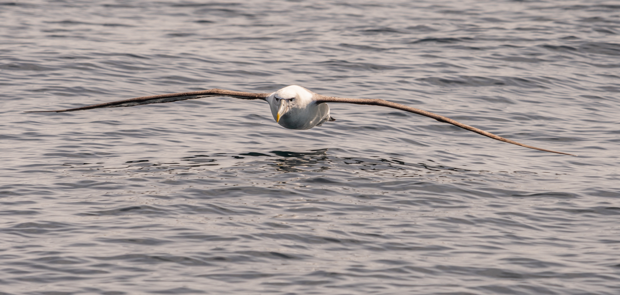 White-capped Albatross
