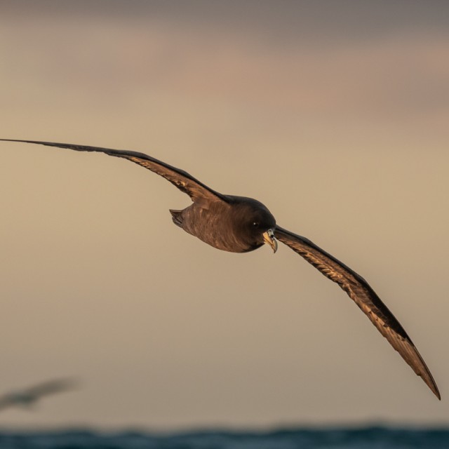 White-chinned Petrel