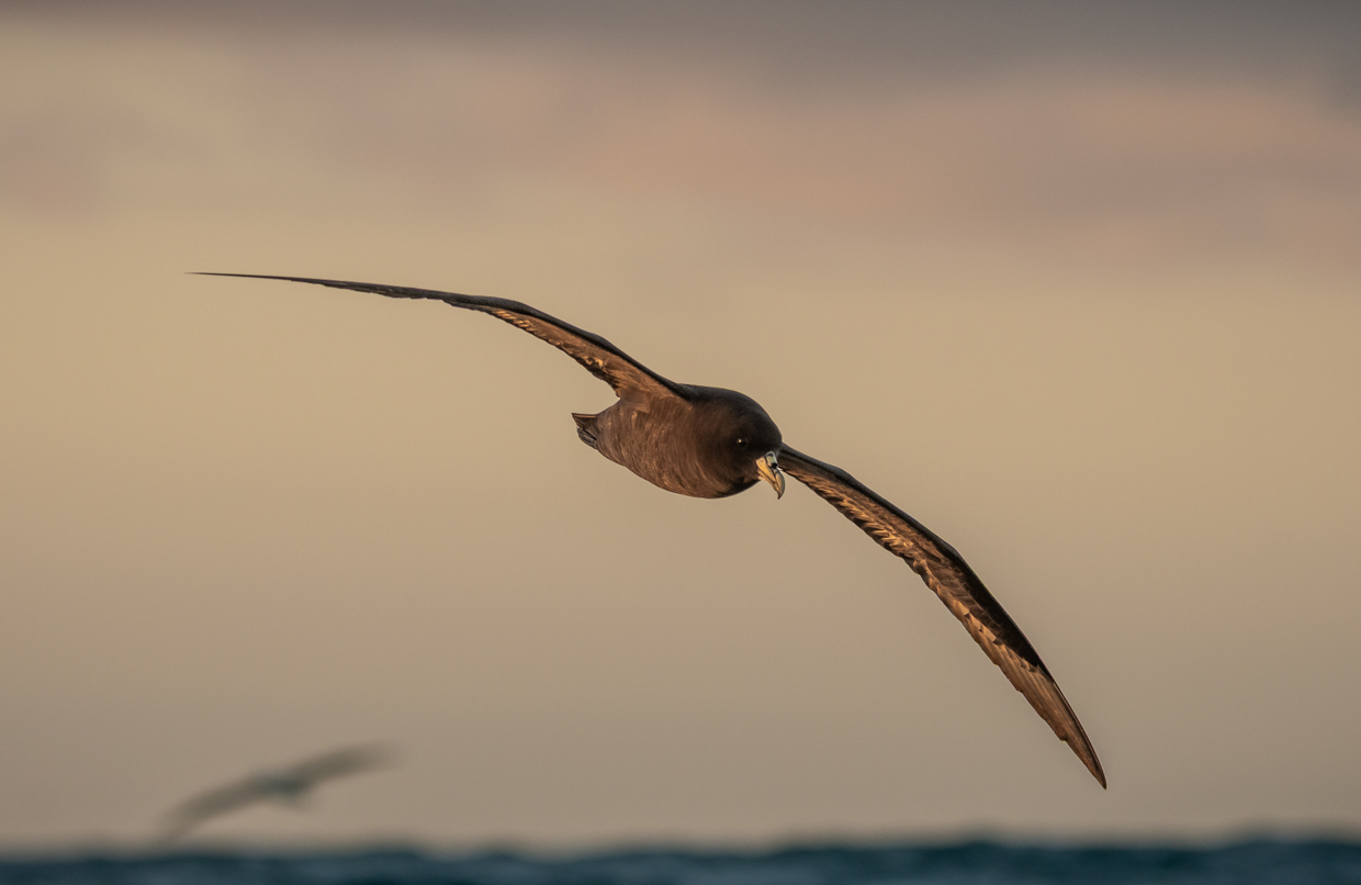 White-chinned Petrel