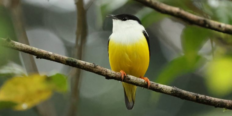 Belize & Tikal Trip Report (Feb 21 - Mar 3, 2026)