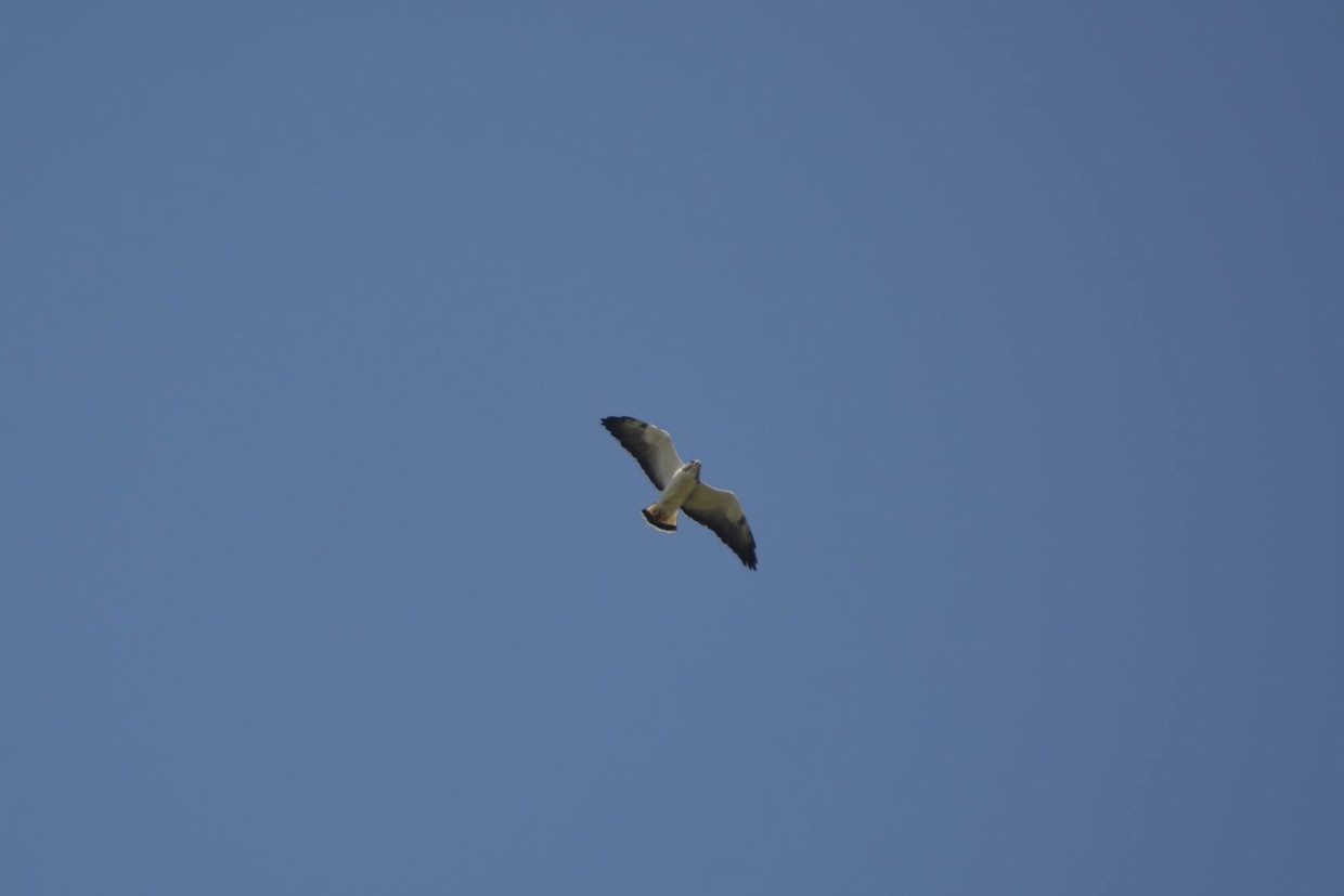 White-tailed Hawk