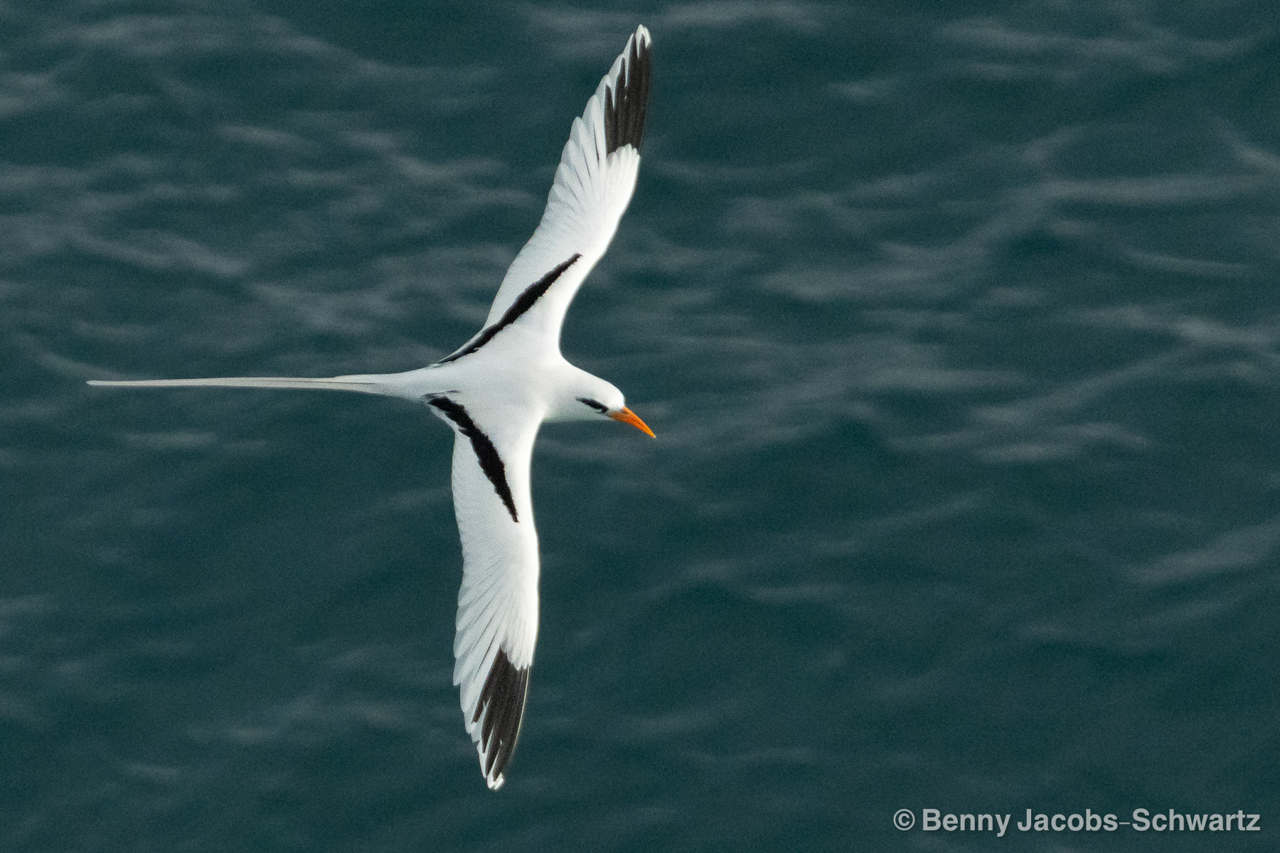 Puerto Rico (March 3 – Mar 10, 2026)