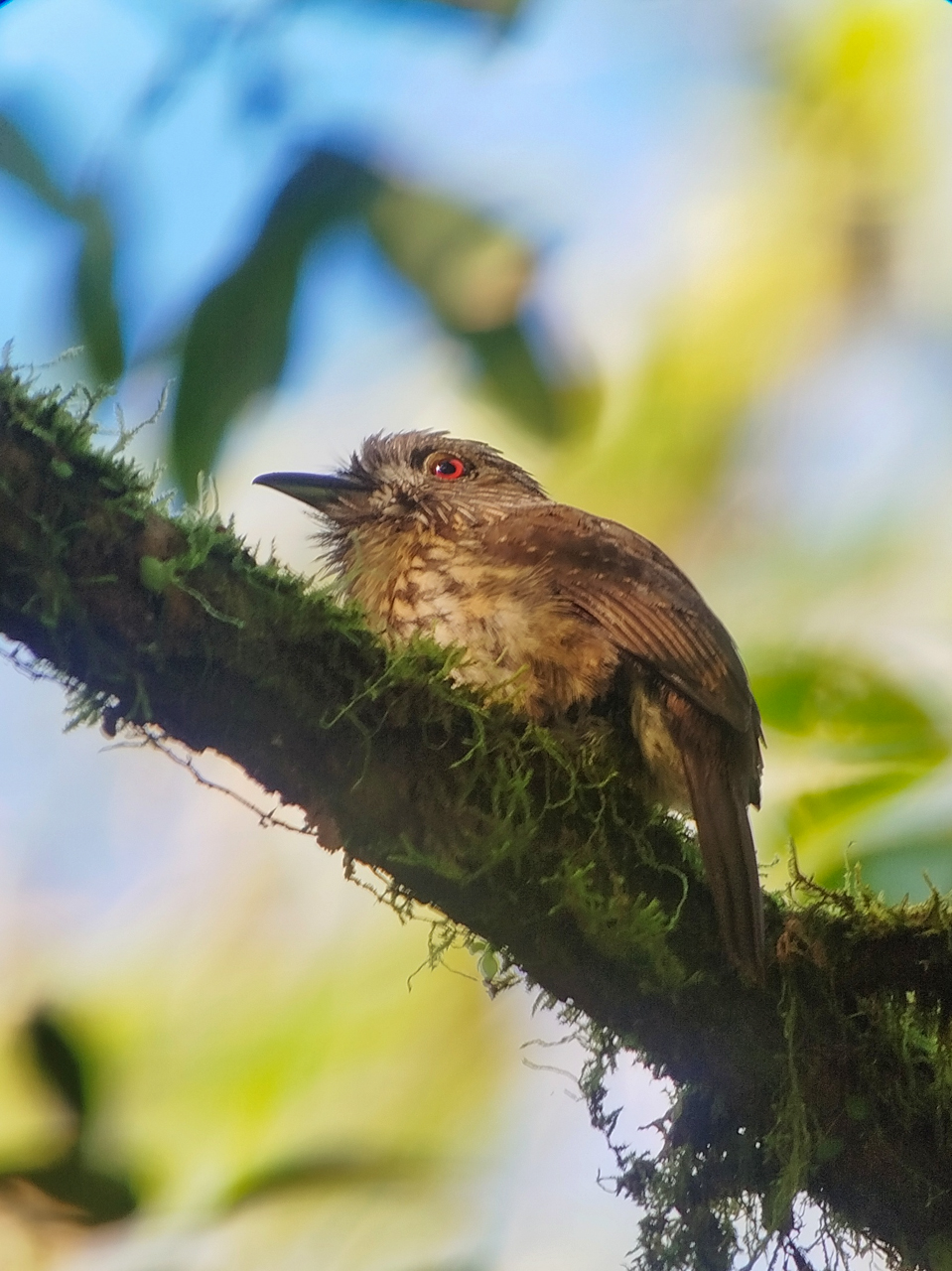 White-whiskered Puffbird