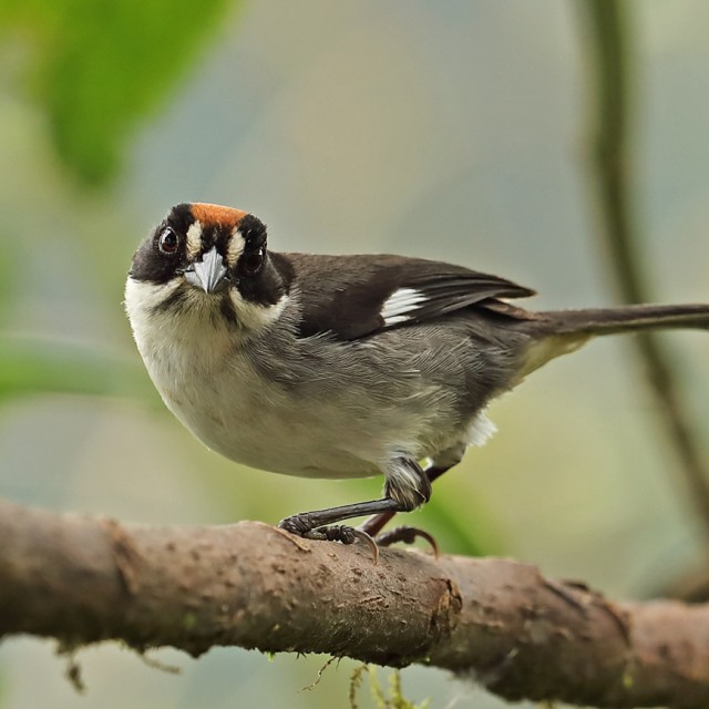 White-winged Brush-finch