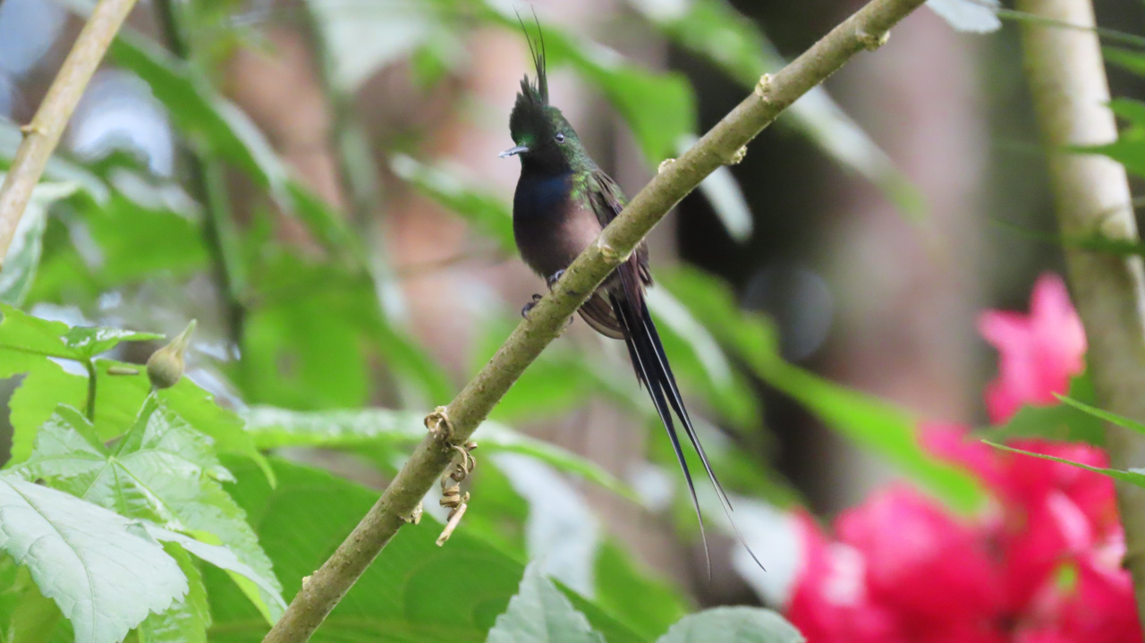 Wire-crested Thorntail