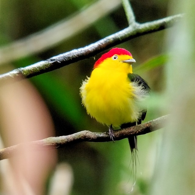 Wire-tailed Manakin