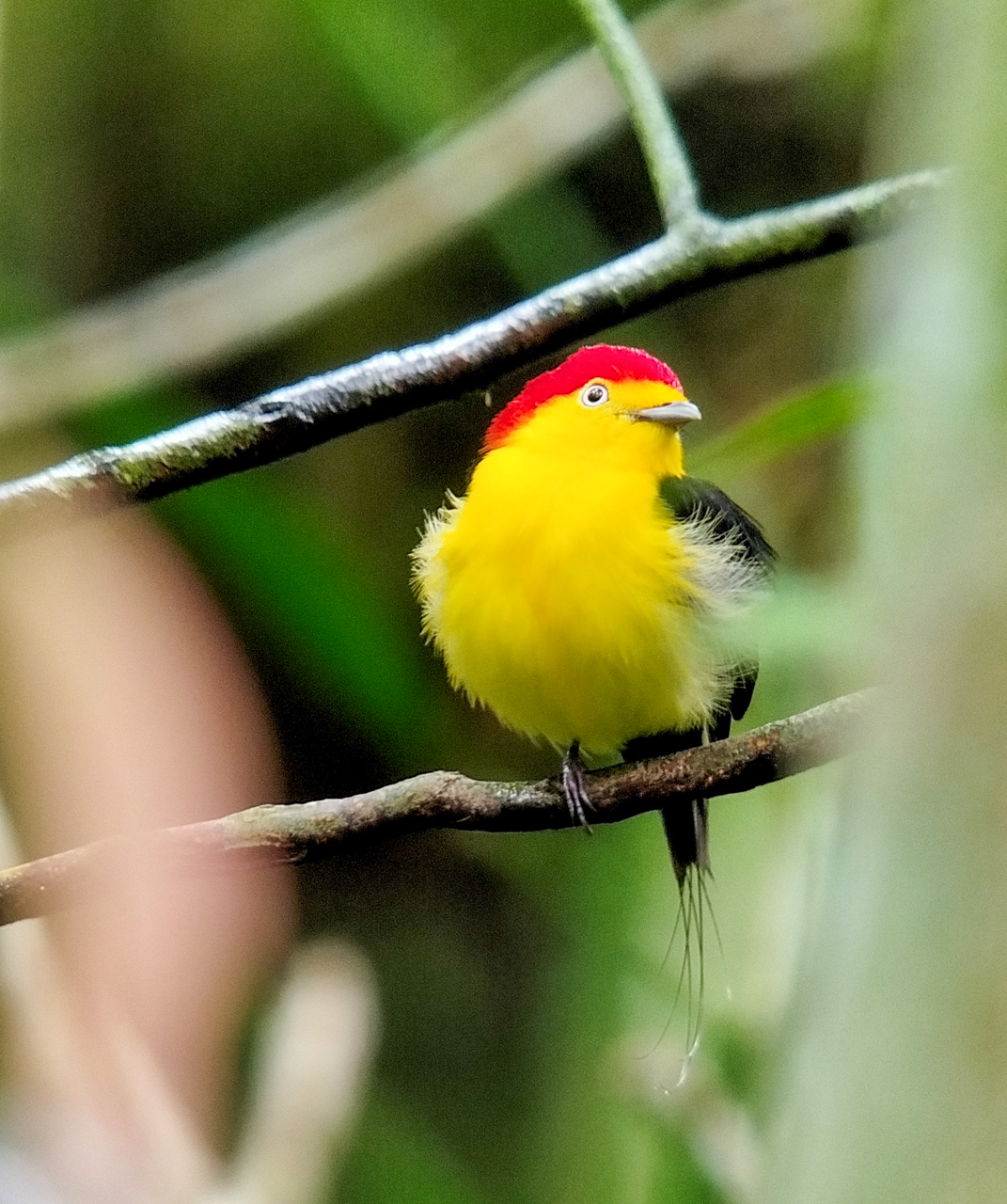 Wire-tailed Manakin