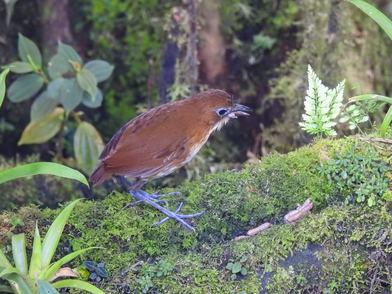 Yellow-breasted Antpitta