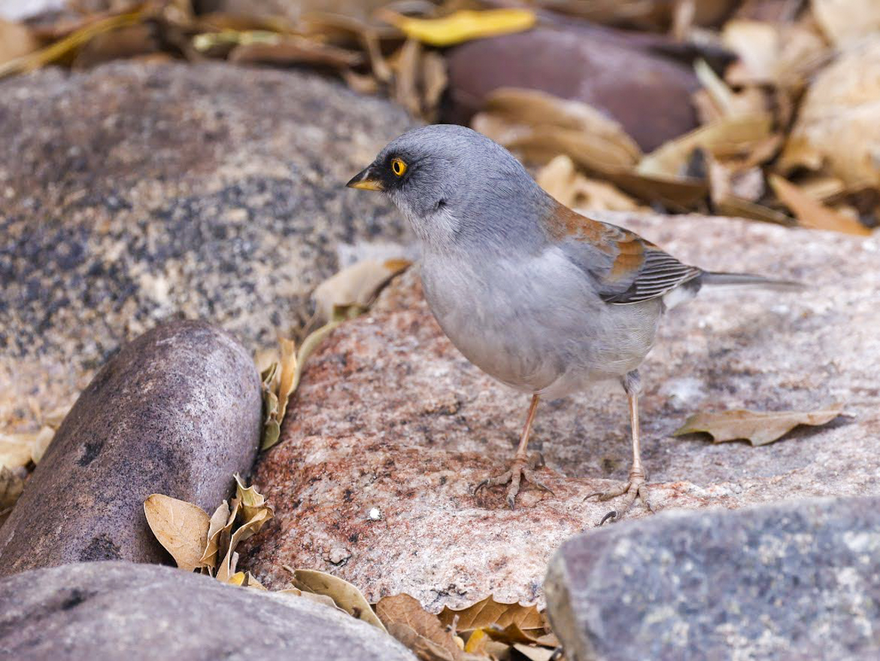 Arizona in Winter Trip Report (March 2026)