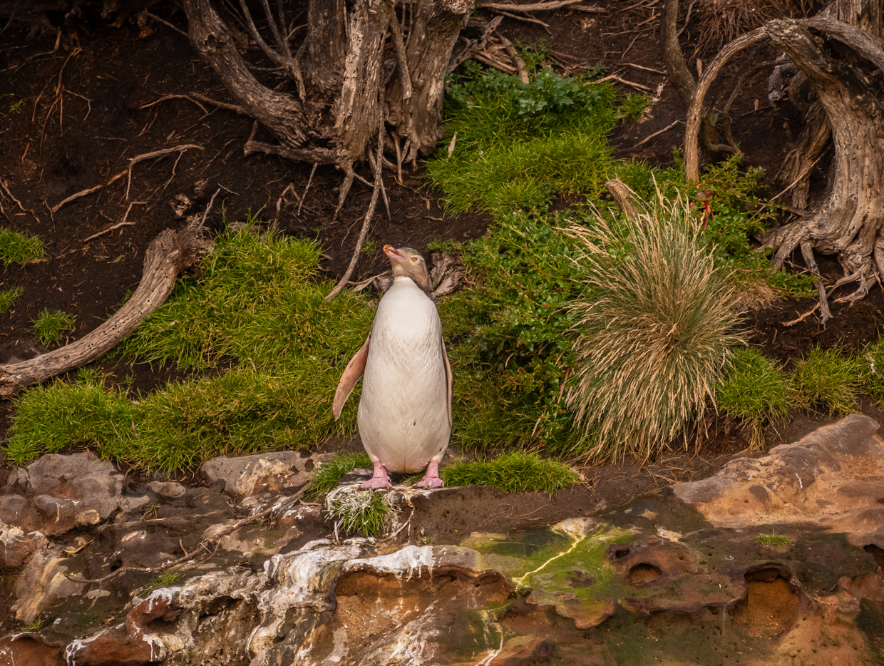 Yellow-eyed Penguin