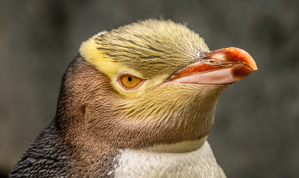 Yellow-eyed Penguin