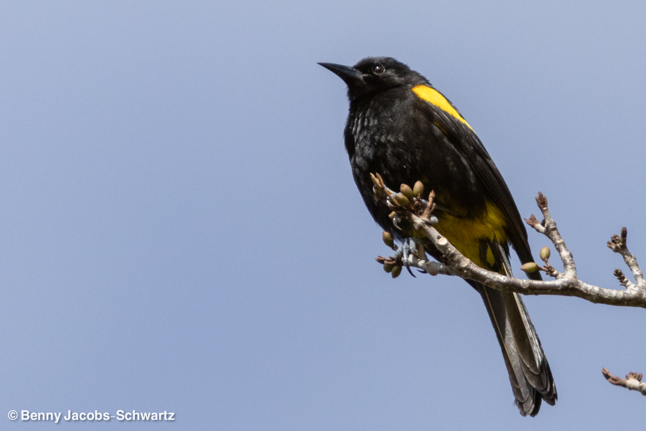 Puerto Rico (March 3 – Mar 10, 2026)