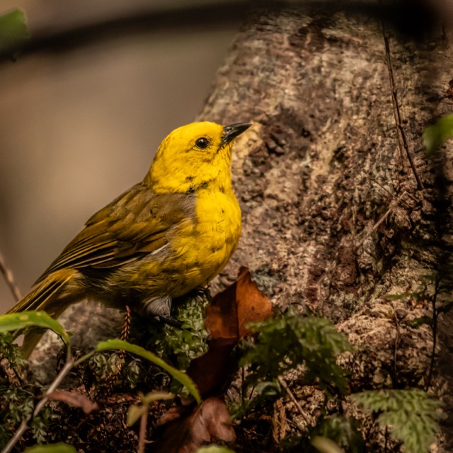 Yellowhead