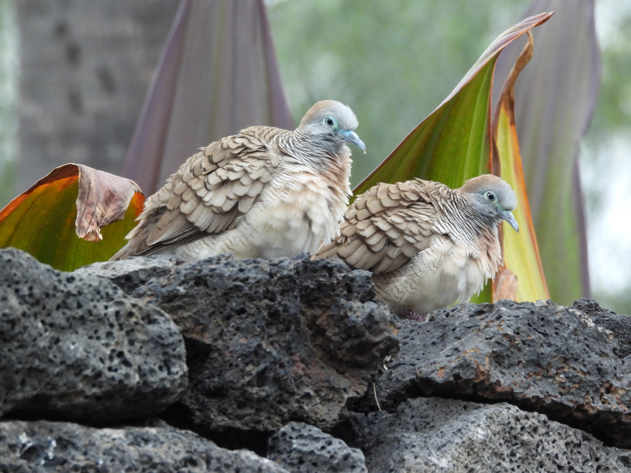 Hawaii Trip Report (Mar 9 -26, 2026)