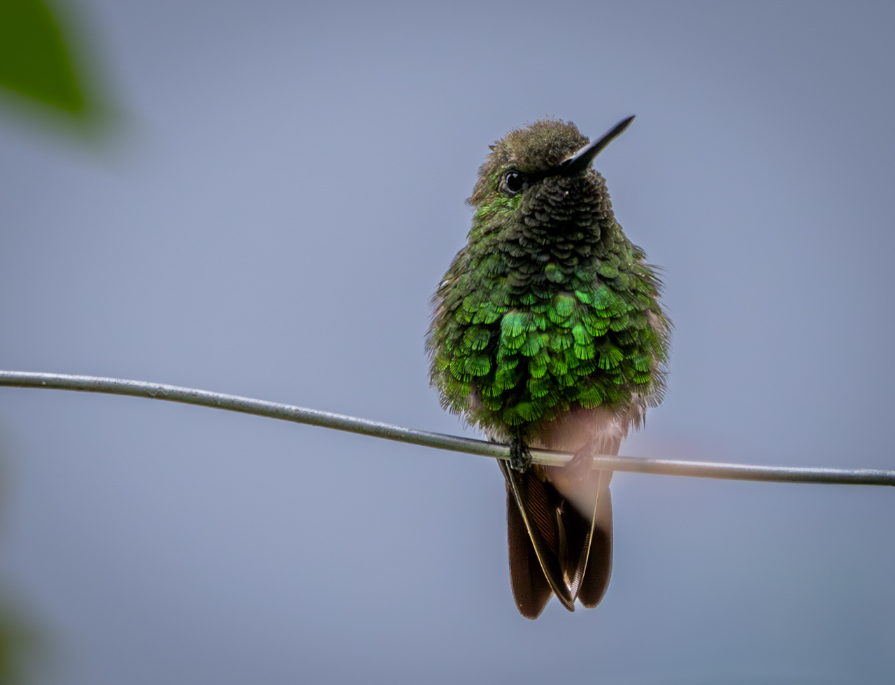Coppery Emerald