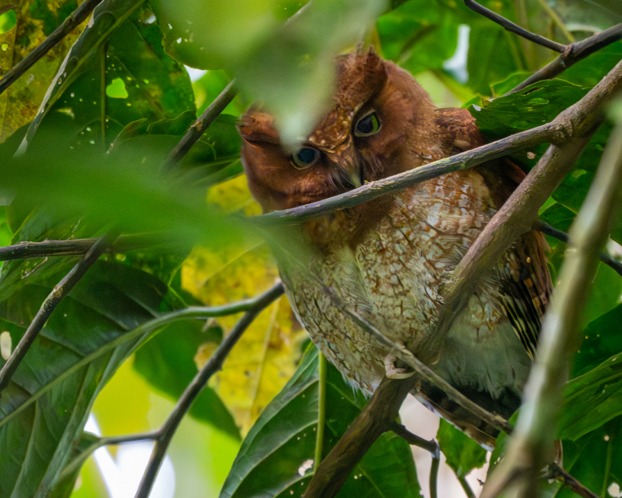 Santa Marta Screech Owl