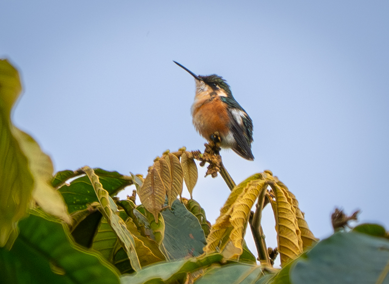 Santa Marta Woodstar, female