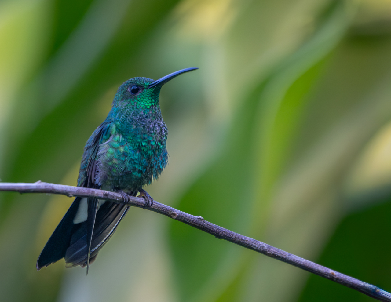 White-vented Plumeleteer