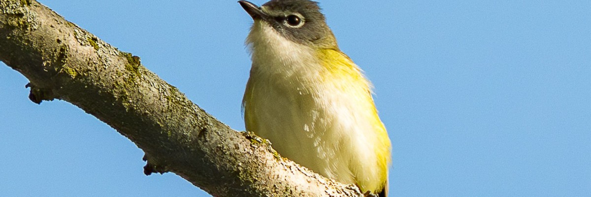 Point Pelee & Algonquin Park  Trip Report (May 11 - 22, 2026)