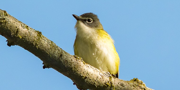 Point Pelee & Algonquin Park  Trip Report (May 11 - 22, 2026)