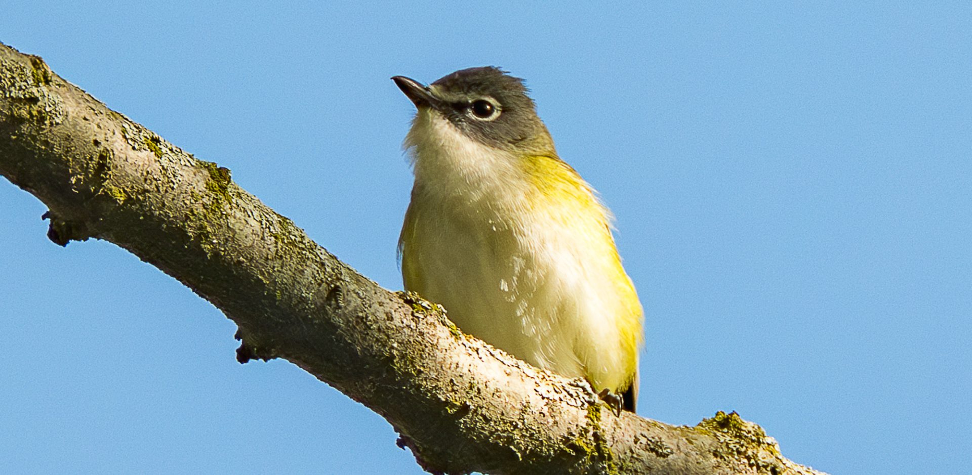 Point Pelee & Algonquin Park Trip Report (May 11 – 22, 2026)