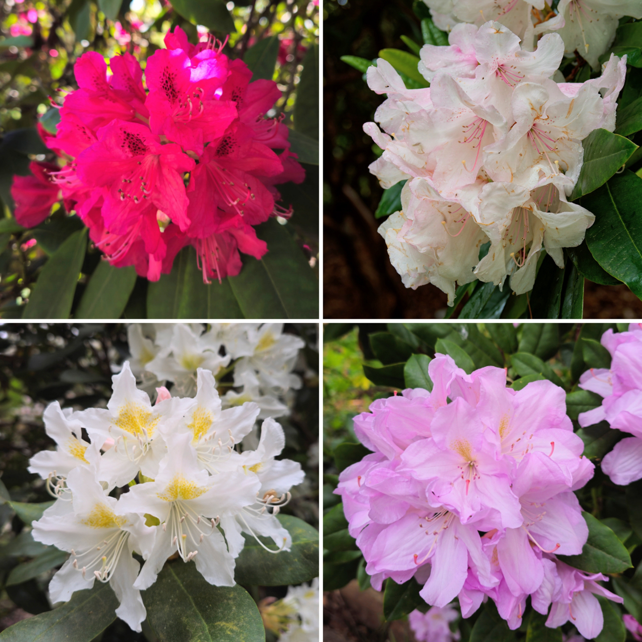 Rhododendron selection at Kew