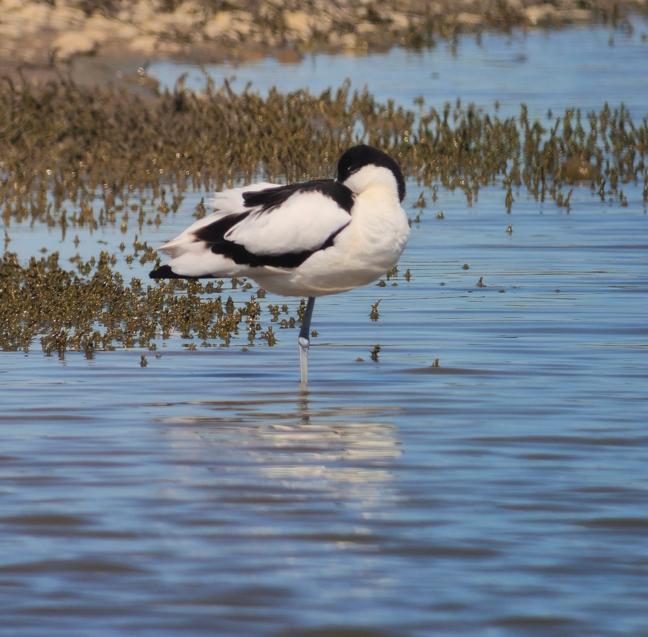Pied Avocet