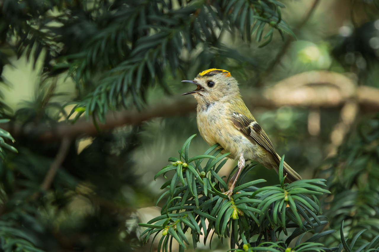 Goldcrest