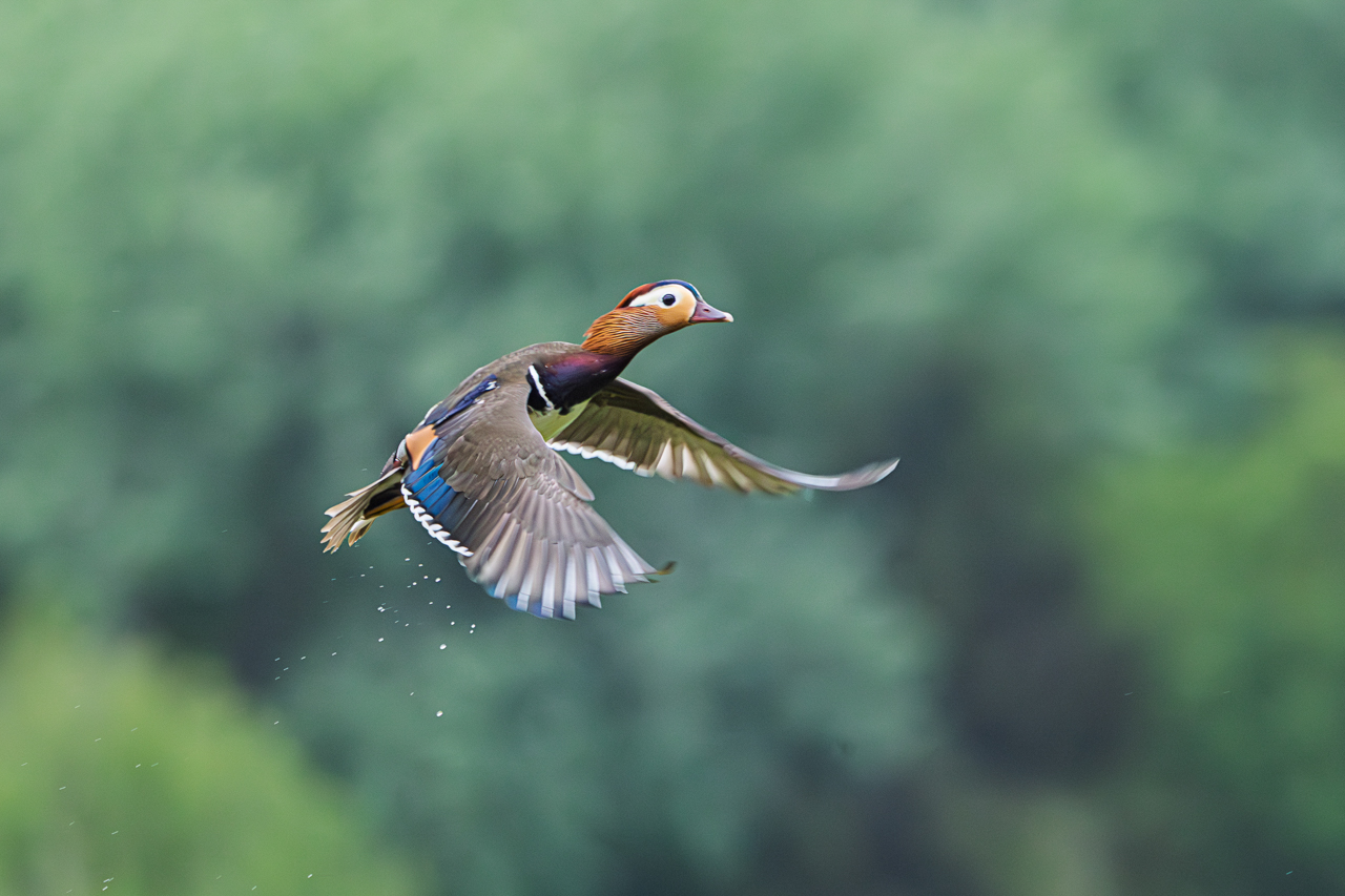 Mandarin Duck