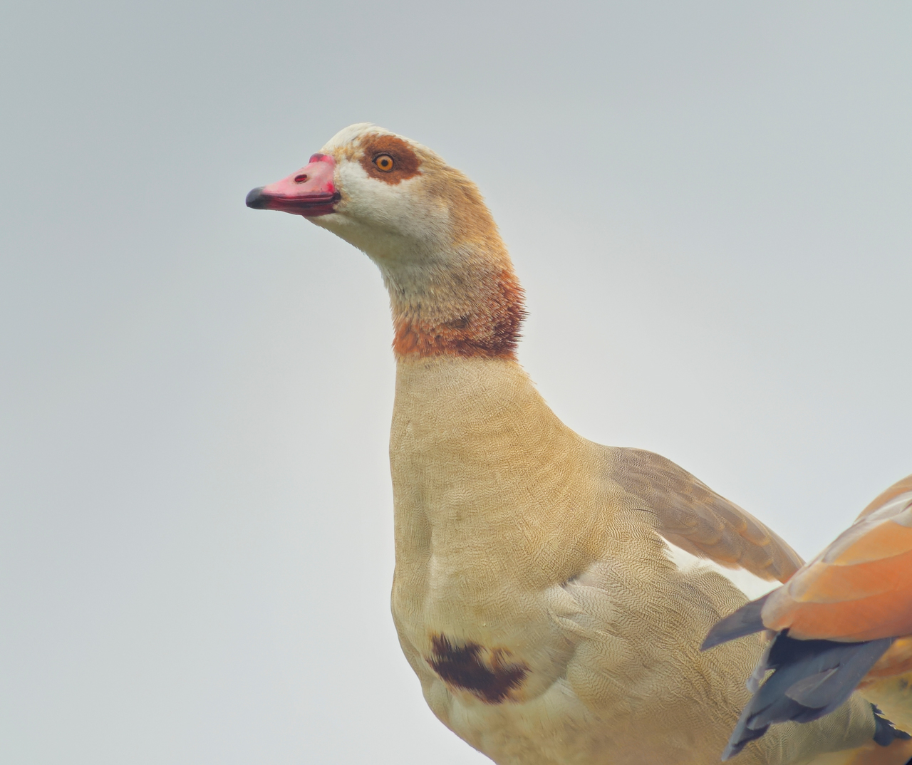 Egyptian Goose