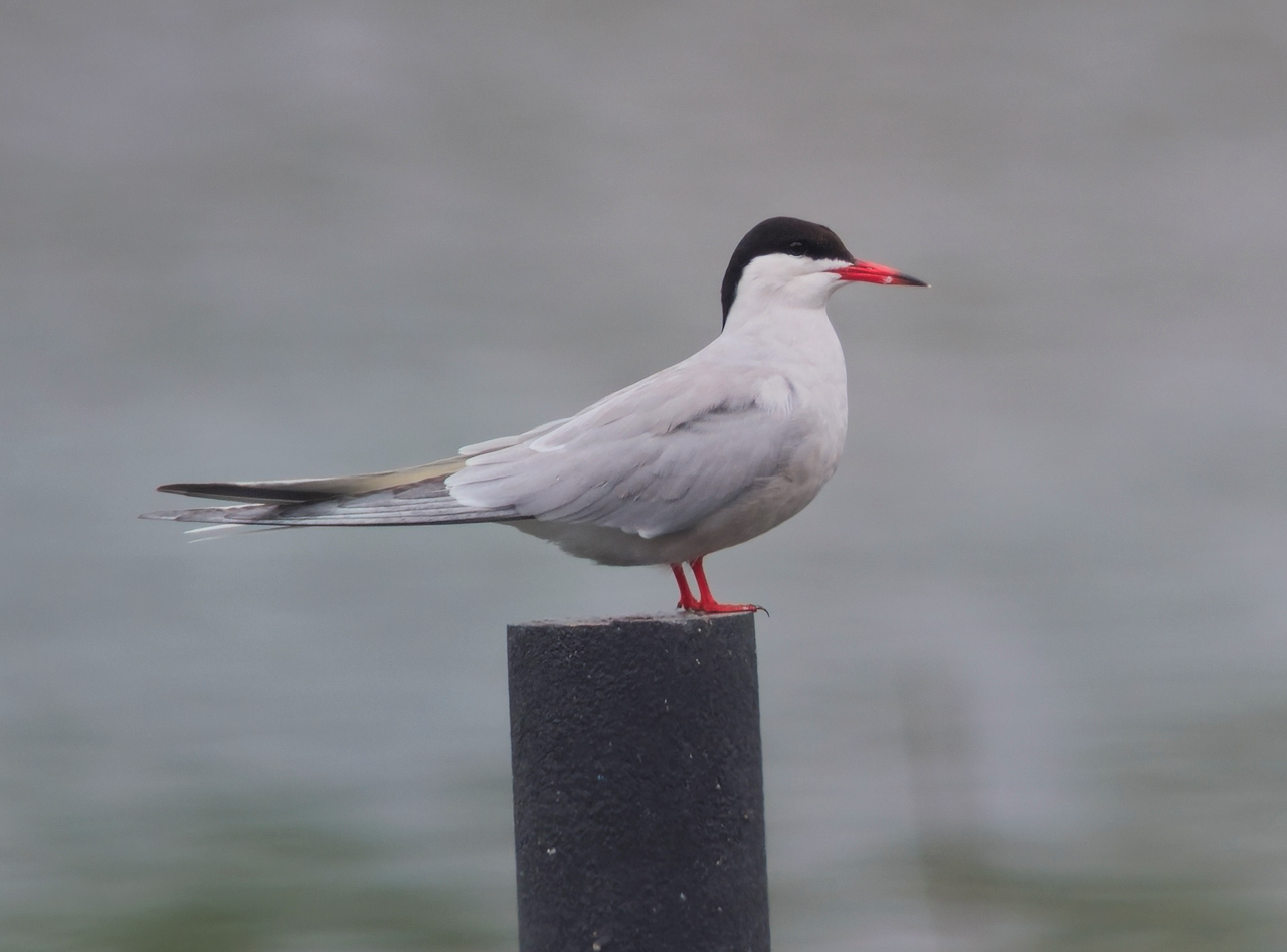 Common Tern
