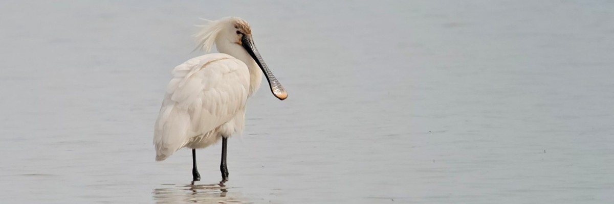 England Birds & Gardens: Southeast Trip Report (Apr 27 - May 8, 2026)