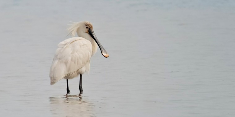 England Birds & Gardens: Southeast Trip Report (Apr 27 - May 8, 2026)