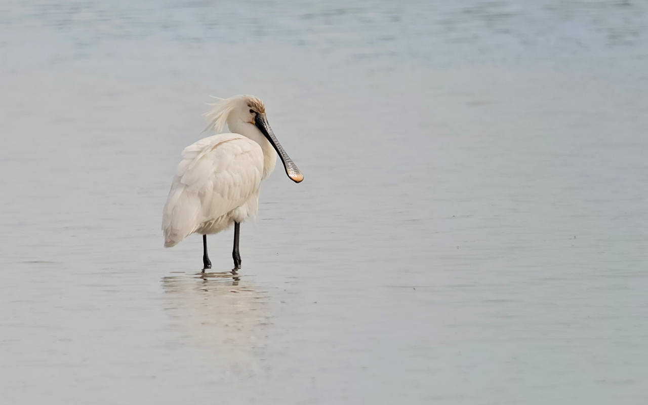 Eurasian Spoonbill