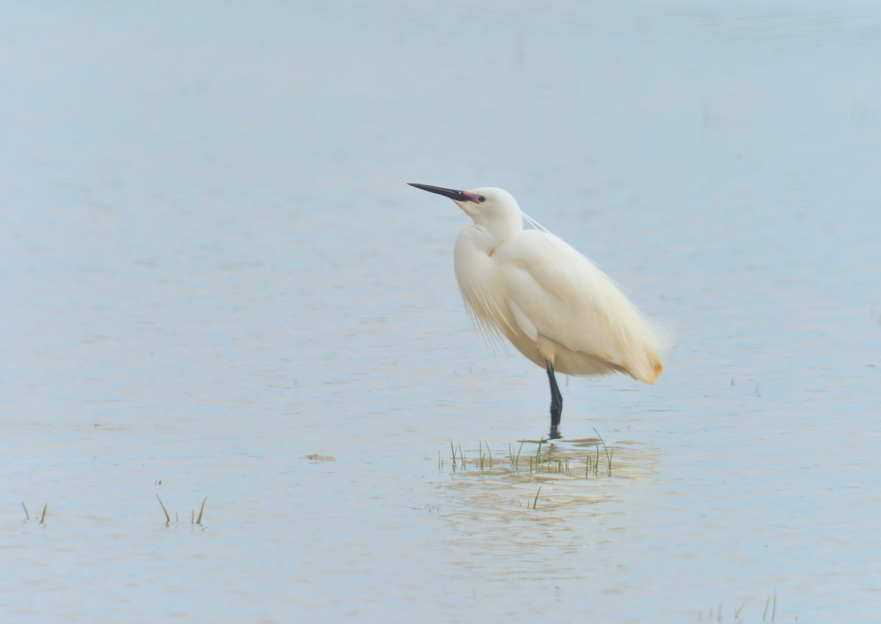 Little Egret