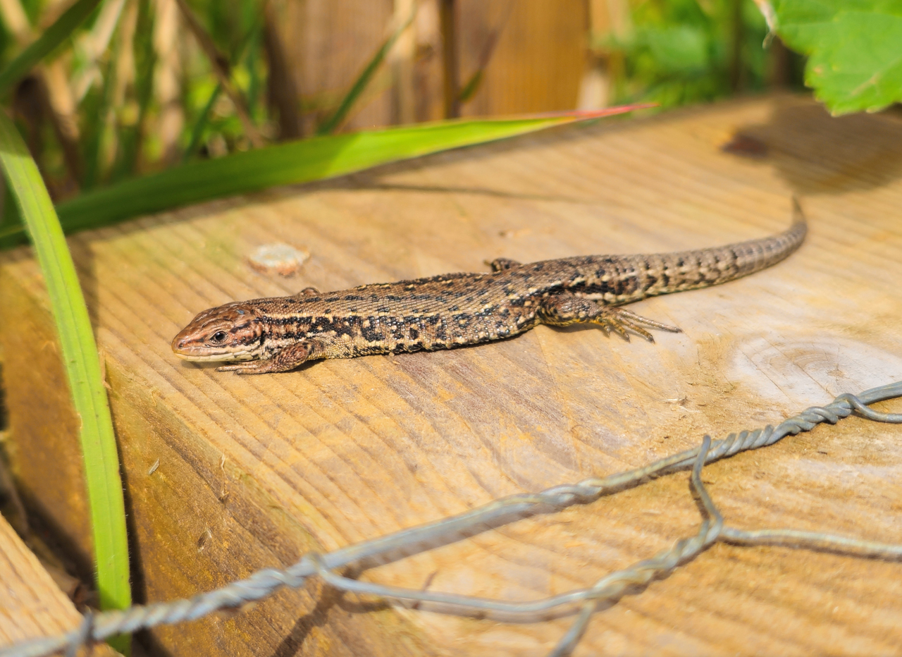Viviparous Lizard
