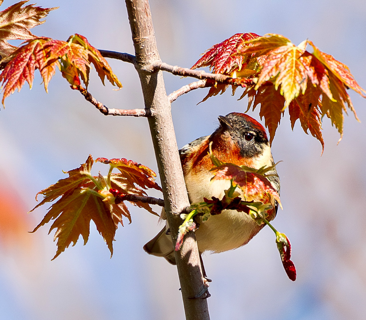 Point Pelee & Algonquin Park Trip Report (May 11 – 22, 2026)