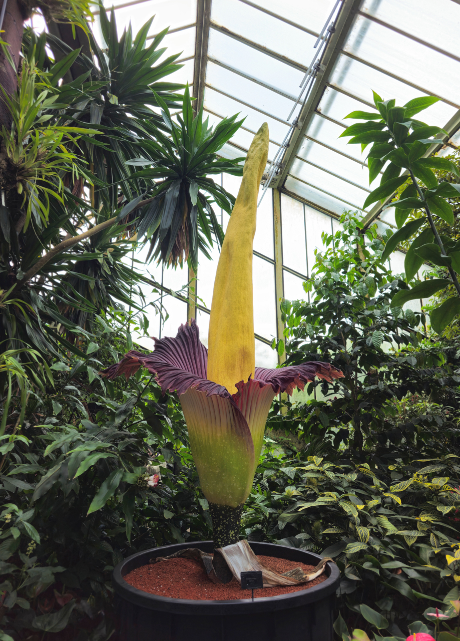 Titan Arum at Kew Gardens