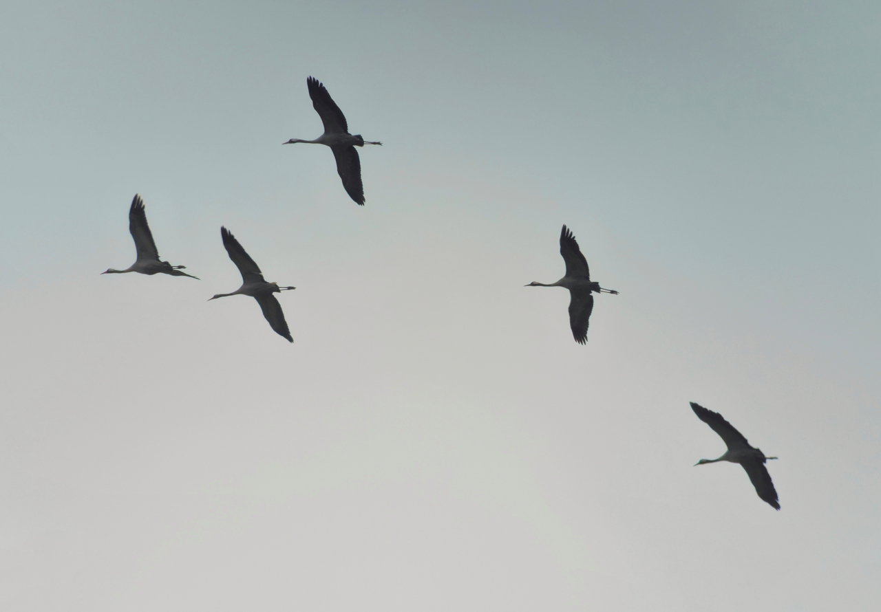 Common Cranes
