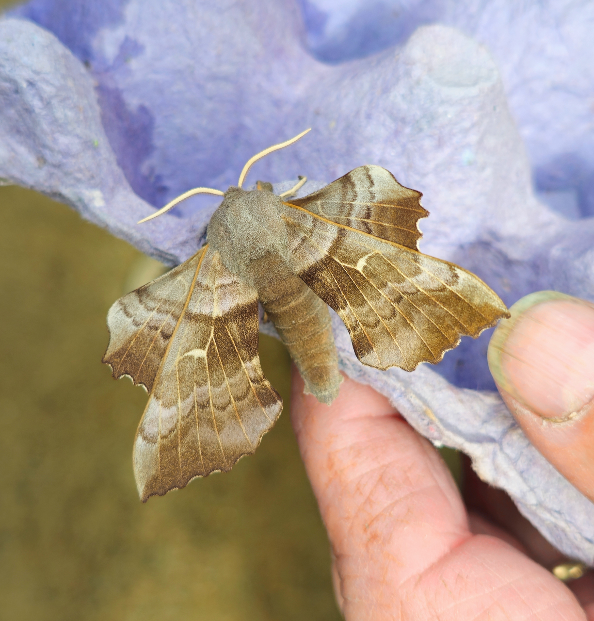 Poplar Hawk Moth