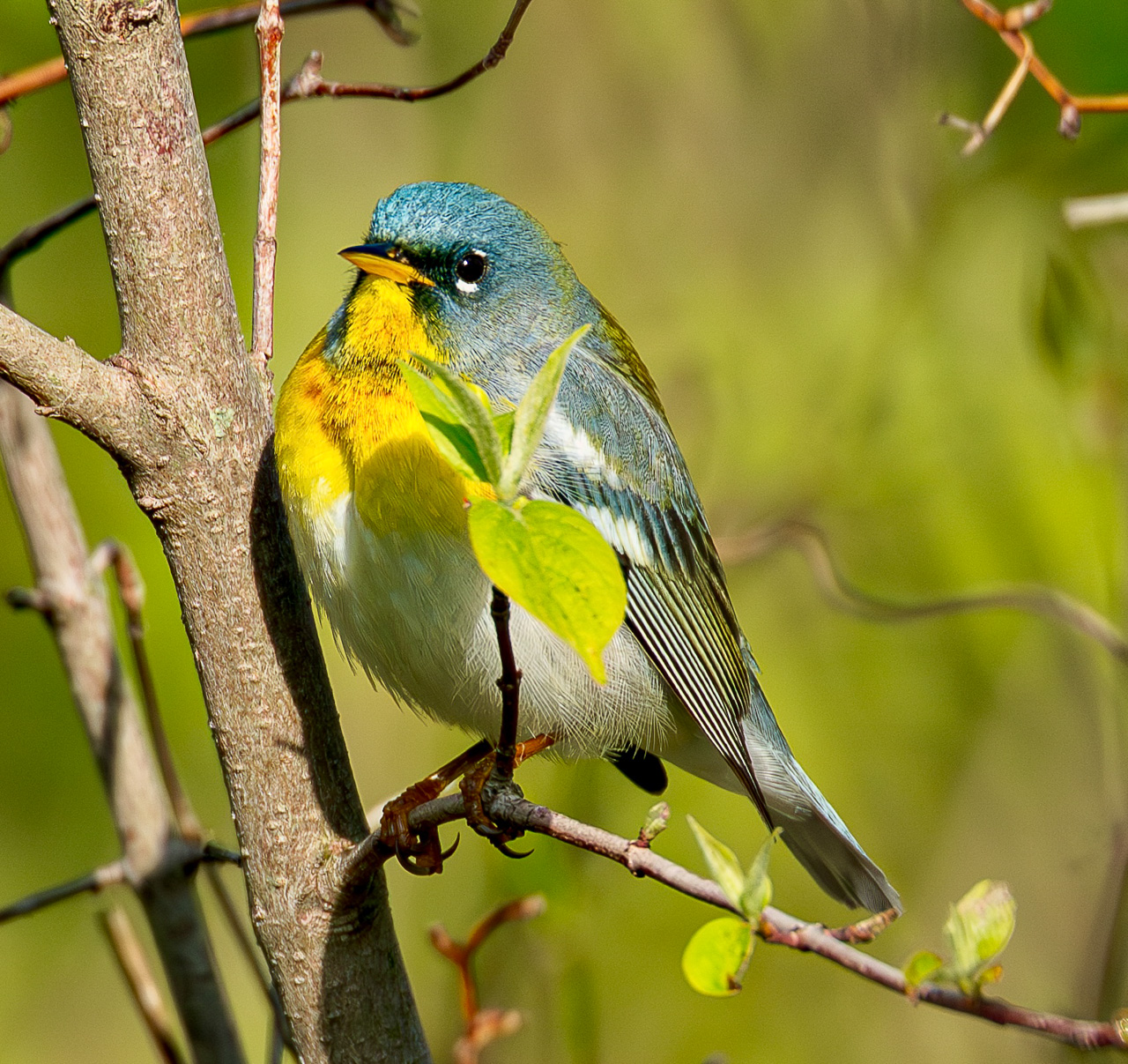 Point Pelee & Algonquin Park Trip Report (May 11 – 22, 2026)