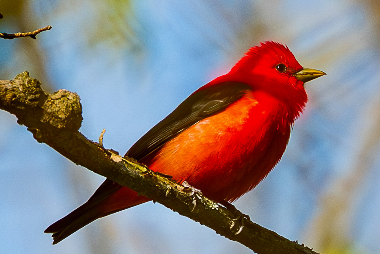 Point Pelee & Algonquin Park Trip Report (May 11 – 22, 2026)