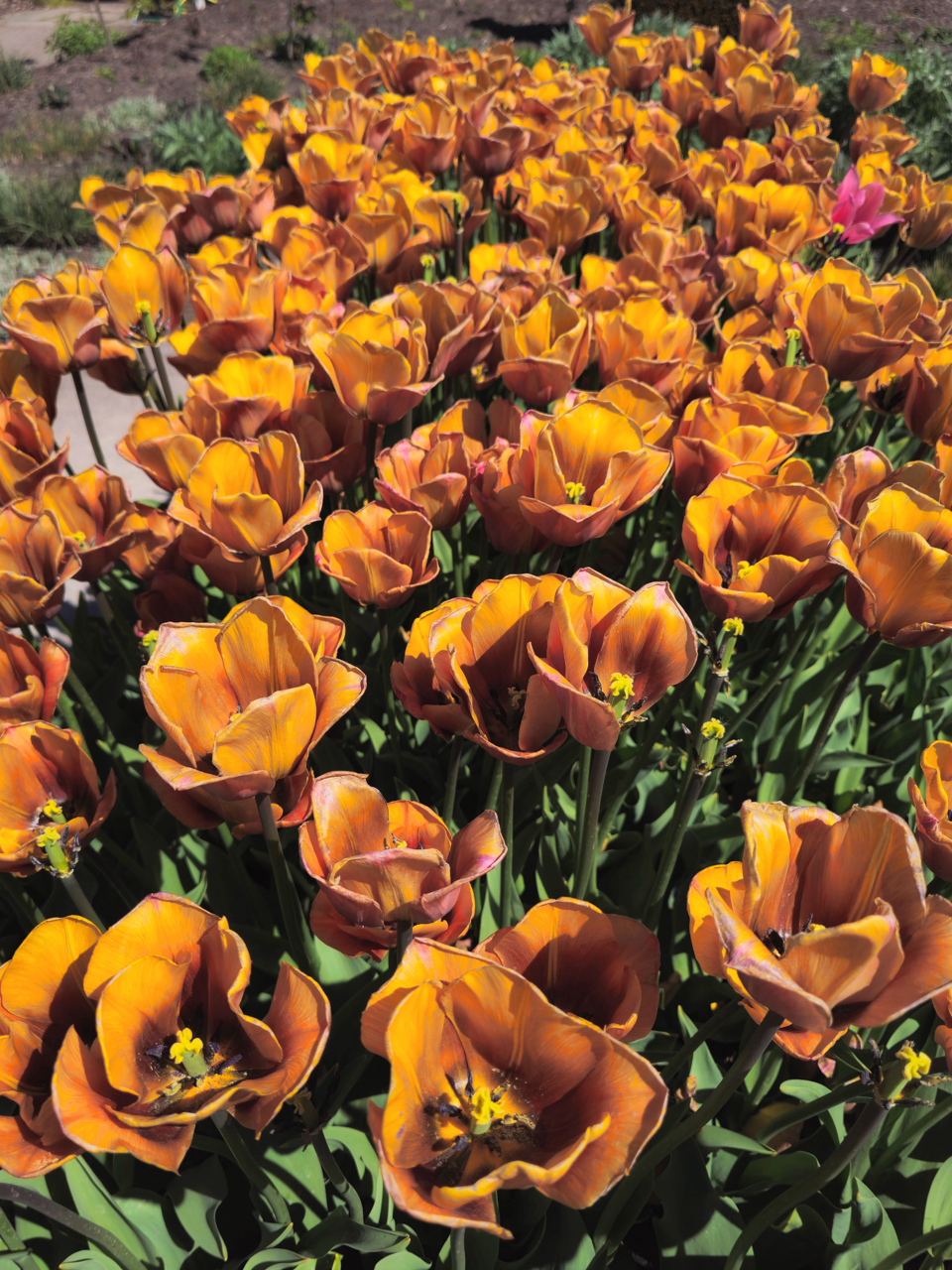 Tulips at Hyde Hall