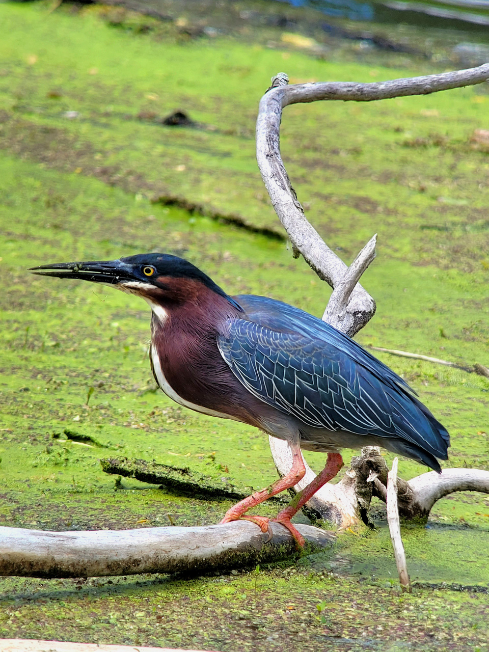 Point Pelee & Algonquin Park Trip Report (May 11 – 22, 2026)