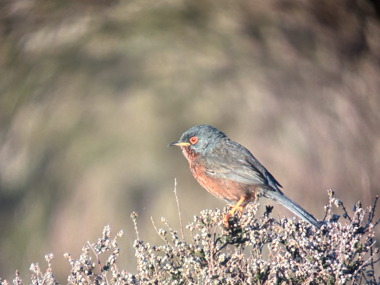 Dartford Warbler