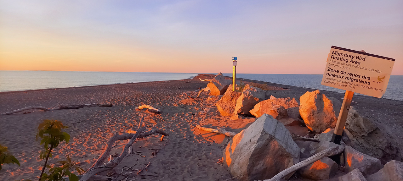 Point Pelee & Algonquin Park Trip Report (May 11 – 22, 2026)