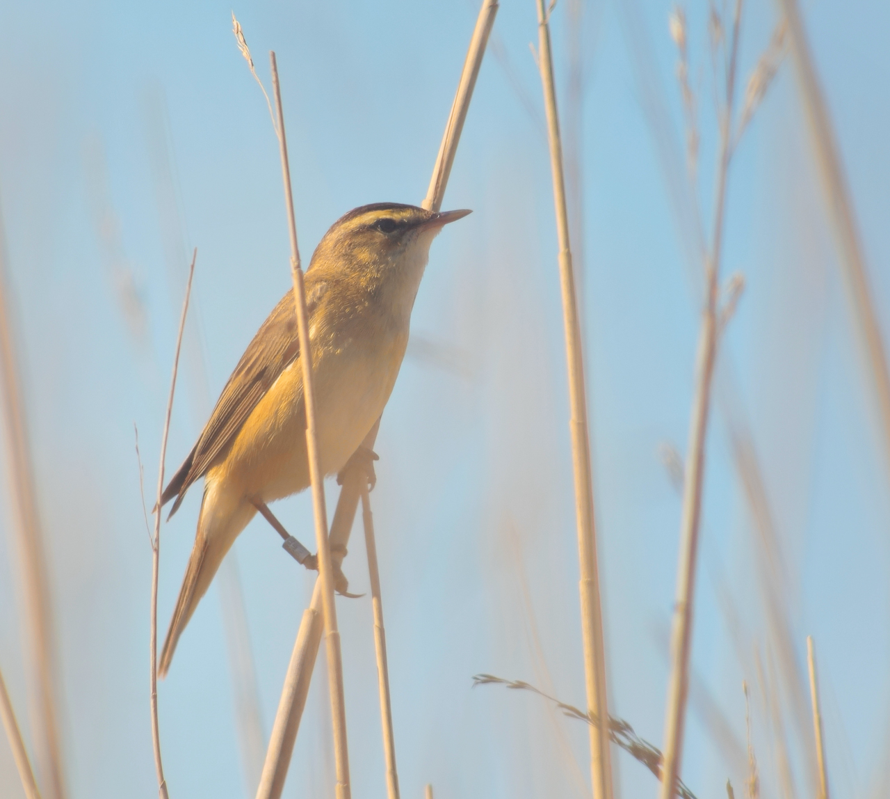 Sedge Warbler, Minsmere